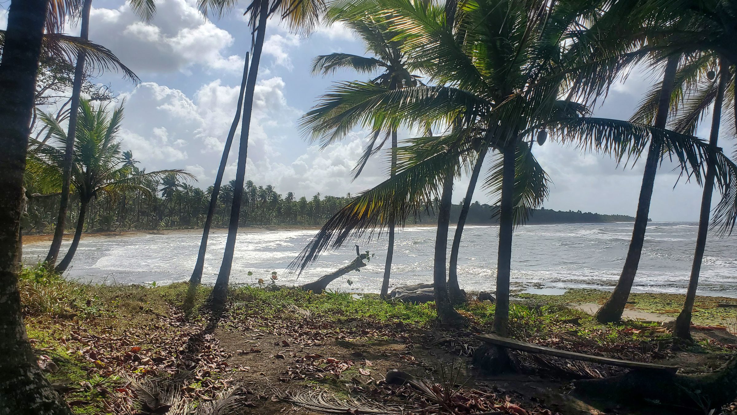 Côte tropicale du Panama